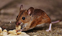 24 Hour & Emergency Exterminators in Chicago, IL
